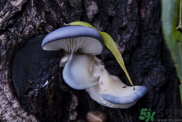 蘑菇能生吃嗎？蘑菇生吃會中毒嗎？