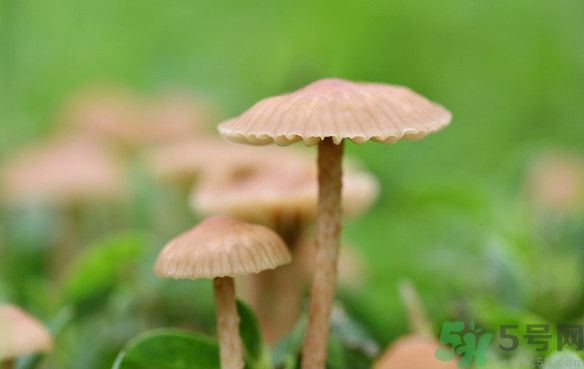 蘑菇能生吃嗎？蘑菇生吃會中毒嗎？