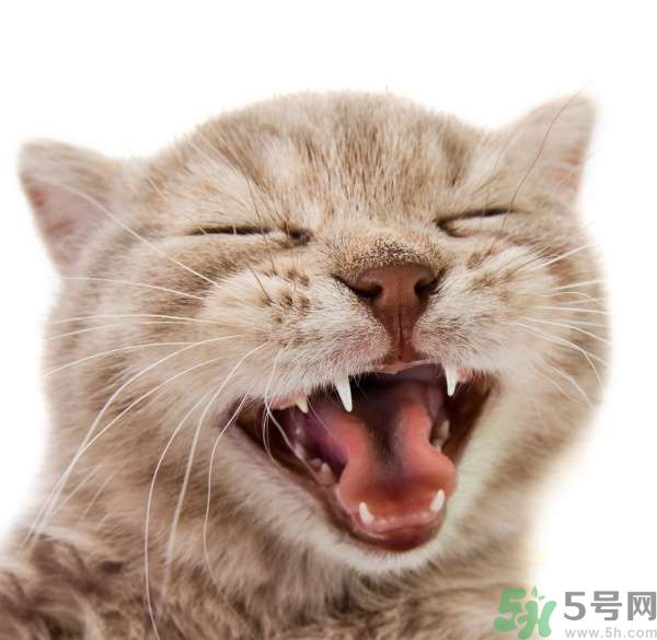 貓咪什么在時候換牙？貓咪換牙要注意什么？