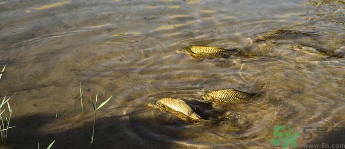 月牙泉再現(xiàn)鐵背魚 什么是鐵背魚？
