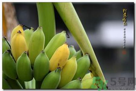 牛奶蕉可以減肥嗎？牛奶蕉怎么吃減肥？