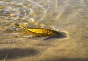 月牙泉再現(xiàn)鐵背魚(yú) 什么是鐵背魚(yú)？