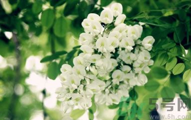 槐花怎么做好吃？槐花的做法有哪些？