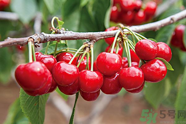 痛風(fēng)能吃櫻桃嗎？痛風(fēng)吃櫻桃可不可以？