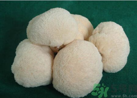 吃猴頭菇有什么好處？猴頭菇有什么營養(yǎng)價值？
