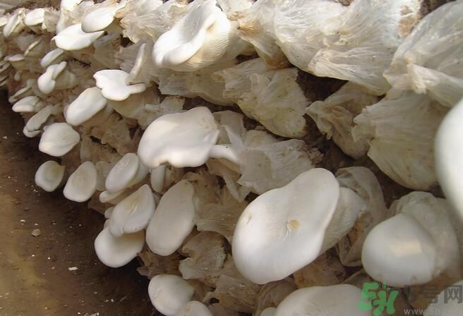 白靈菇和杏鮑菇有什么區(qū)別？白靈菇有什么營(yíng)養(yǎng)價(jià)值？