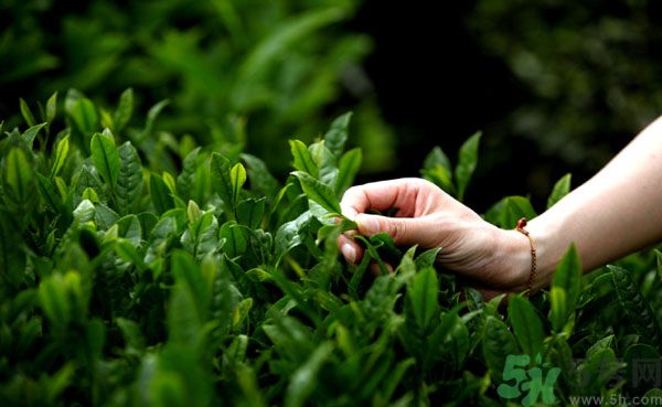 立夏喝什么茶好？立夏不能喝什么茶？