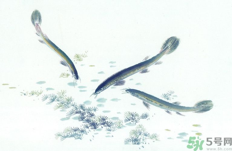 石斛和泥鰍能同吃嗎？石斛和泥鰍能一起吃嗎？