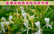 金銀花茶怎么挑選 金銀花茶怎么保存