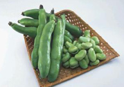 蠶豆是發(fā)物嗎？蠶豆是不是發(fā)物？