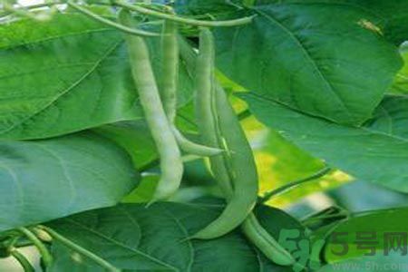 四季豆是發(fā)物嗎？四季豆是不是發(fā)物？
