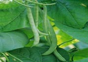 孕婦可以吃四季豆嗎？孕婦吃四季豆好嗎？
