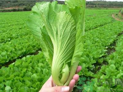 芥菜與鯽魚可以一起吃嗎？芥菜和鯽魚一起吃好不好？