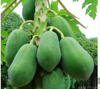 吃青木瓜可以減肥嗎？吃青木瓜有什么好處？