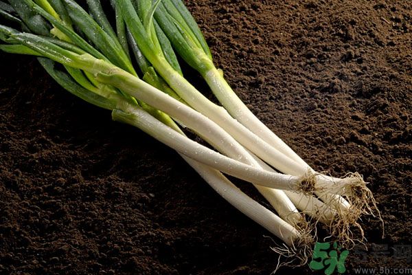 夏天上火能吃蔥嗎？夏天吃蔥會(huì)不會(huì)上火？