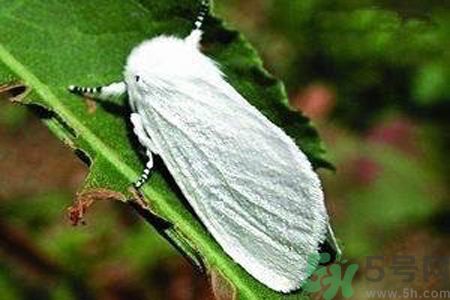 為什么15-25號(hào)不要曬被子？什么是美國(guó)白蛾？