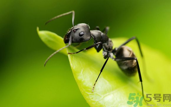 家里有螞蟻怎么辦？驅(qū)除螞蟻的方法是什么？