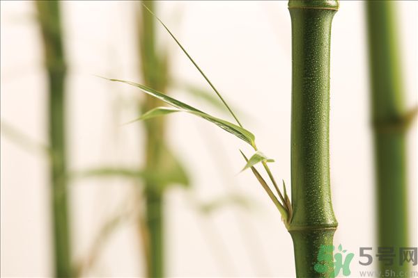 減肥能吃竹筍嗎？吃竹筍會(huì)胖嗎？
