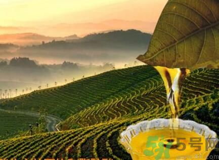 茶籽油可以天天吃嗎？可以每天用茶籽油炒菜嗎？