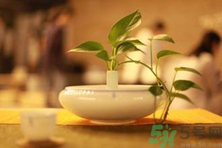 孕婦可以喝米茶嗎？懷孕可以喝米茶嗎？