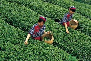 女生夏天喝什么茶最好？女生夏天適合喝什么茶？