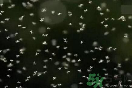 蚊子可以吃嗎？吃蚊子會怎么樣？