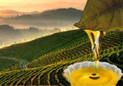 茶籽油可以天天吃嗎？可以每天用茶籽油炒菜嗎？