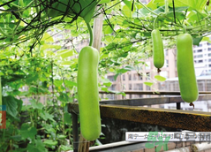 女子打造城市菜園 陽臺可以種什么蔬菜？