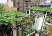 女子打造城市菜園 陽(yáng)臺(tái)可以種什么蔬菜？
