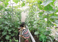 陽臺怎么種蔬菜？陽臺適合種什么蔬菜？