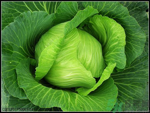 包菜外面的葉子壞了里面還能吃嗎？包菜壞了一部分還能吃嗎？