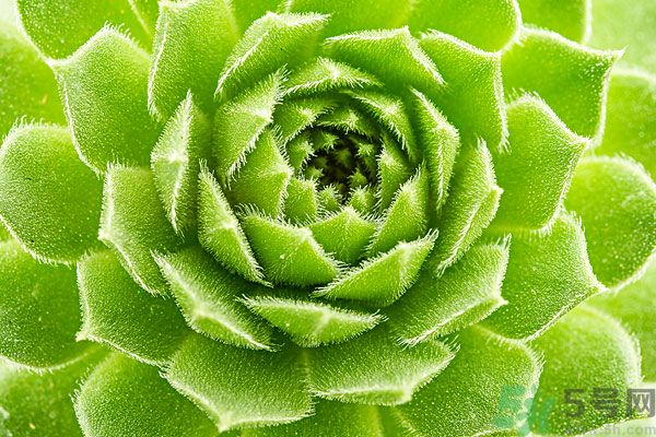 多肉植物需要澆水嗎？多肉植物澆水可以澆到葉子上嗎？