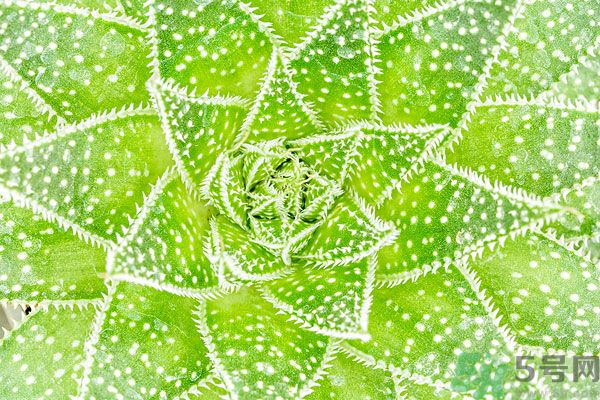 多肉植物需要澆水嗎？多肉植物澆水可以澆到葉子上嗎？