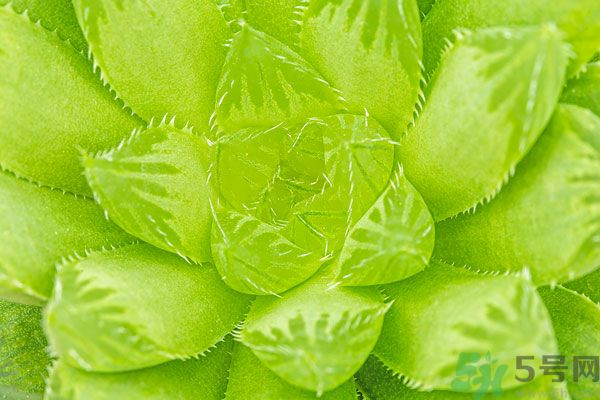 多肉植物需要澆水嗎？多肉植物澆水可以澆到葉子上嗎？