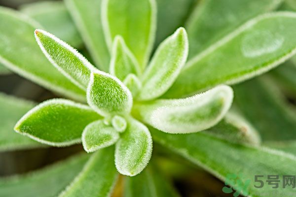 多肉植物需要澆水嗎？多肉植物澆水可以澆到葉子上嗎？
