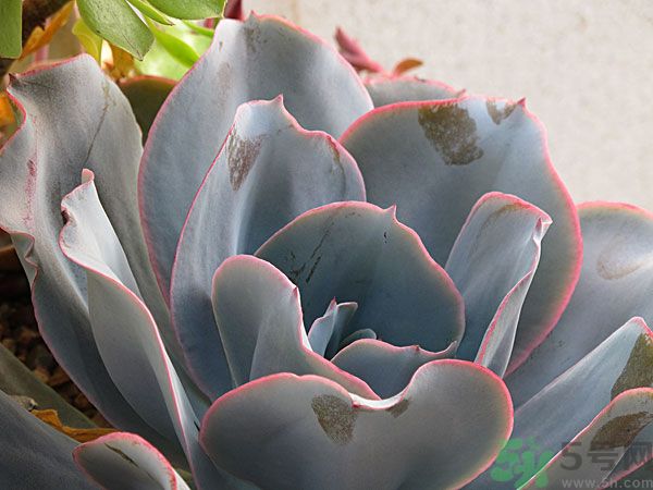 多肉植物需要澆水嗎？多肉植物澆水可以澆到葉子上嗎？