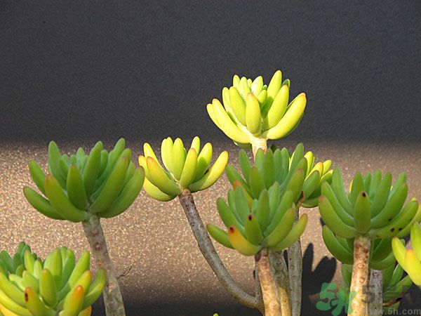 多肉植物需要澆水嗎？多肉植物澆水可以澆到葉子上嗎？