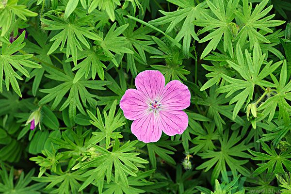 天竺葵有驅(qū)蚊作用嗎？什么植物能驅(qū)蚊子？