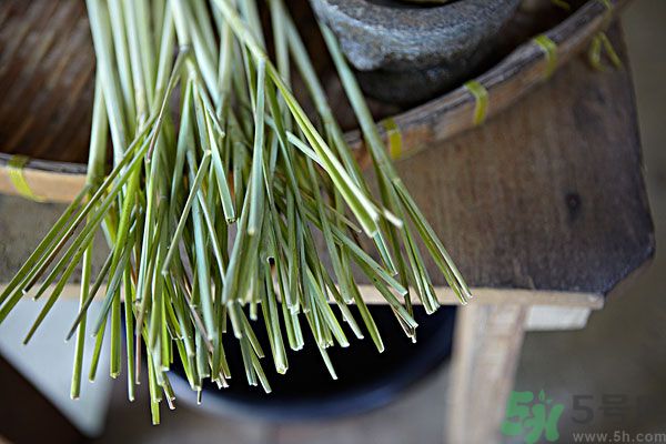 天竺葵有驅(qū)蚊作用嗎？什么植物能驅(qū)蚊子？