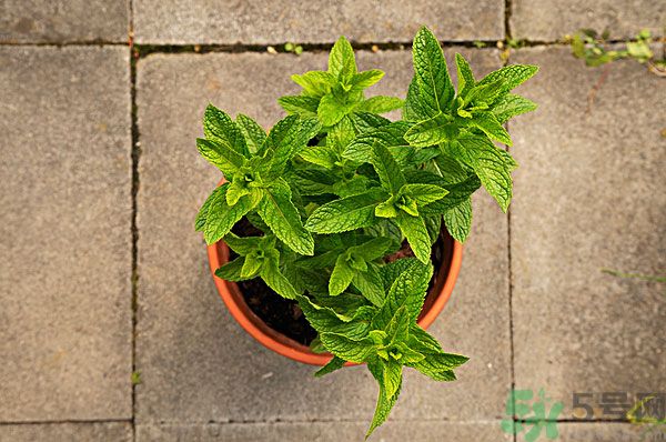 天竺葵有驅(qū)蚊作用嗎？什么植物能驅(qū)蚊子？