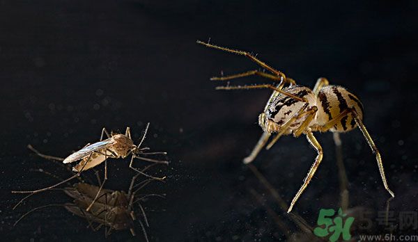 紗窗網(wǎng)密度蚊子能進(jìn)去嗎？紗窗能擋住蚊子嗎？