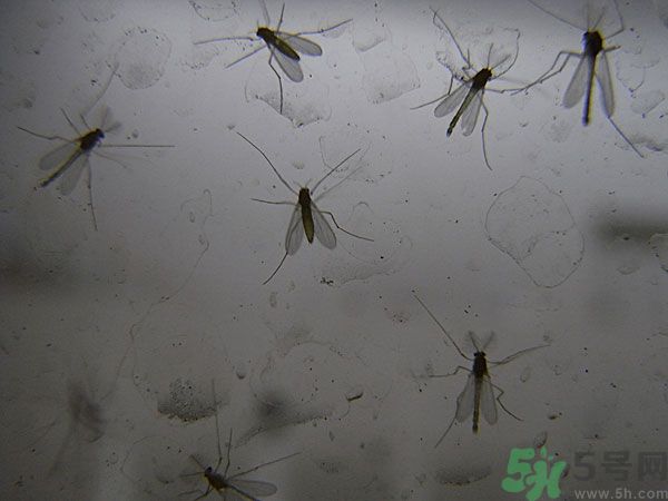 紗窗網(wǎng)密度蚊子能進(jìn)去嗎？紗窗能擋住蚊子嗎？