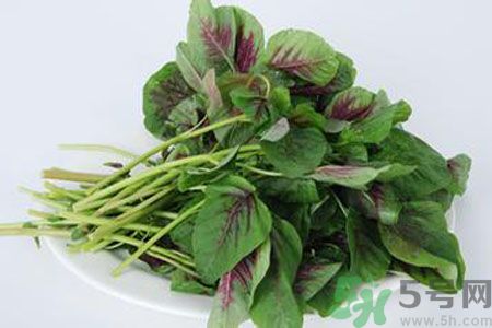 漢菜是熱性還是涼性？漢菜是涼性的嗎？
