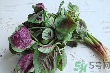 漢菜是熱性還是涼性？漢菜是涼性的嗎？