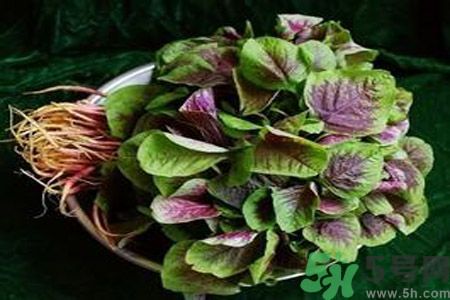 糖尿病可以吃莧菜嗎？糖尿病吃莧菜好嗎？