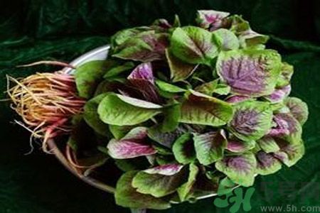 吃莧菜會(huì)皮膚過敏嗎？吃莧菜皮膚過敏怎么辦？