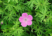 天竺葵有驅(qū)蚊作用嗎？什么植物能驅(qū)蚊子？