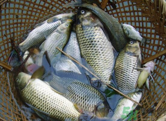 魚(yú)能和萵苣一起煮嗎？魚(yú)可以和萵苣一起吃嗎？