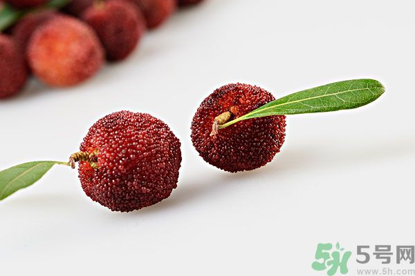 楊梅里面的蟲(chóng)子是什么是蛆嗎？楊梅里的蟲(chóng)子有害嗎？
