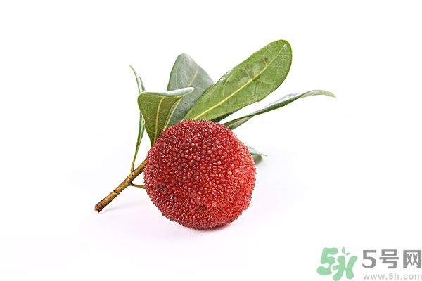 楊梅里面的蟲(chóng)子是什么是蛆嗎？楊梅里的蟲(chóng)子有害嗎？